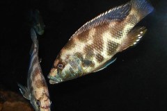 Nimbochromis-Livingstonii-10