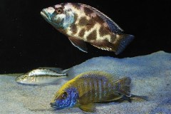 Nimbochromis-Livingstonii-12