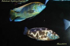 Nimbochromis-Livingstonii-13