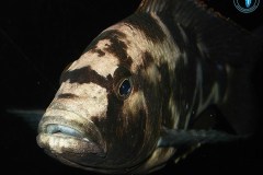 Nimbochromis-Livingstonii-3