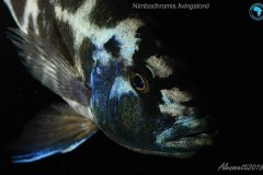 Nimbochromis-Livingstonii-5