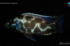 Nimbochromis-Livingstonii-8