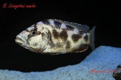 Nimbochromis-Livingstonii-9