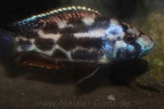 Nimbochromis-livingstonii-M1