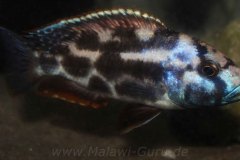 Nimbochromis-livingstonii-M2