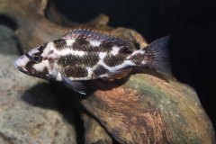Nimbochromis-livingstonii-W4