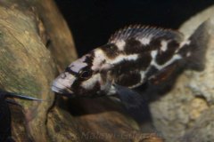 Nimbochromis-livingstonii-W6