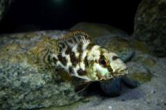 Nimbochromis-livingstonii-Weibchen-2