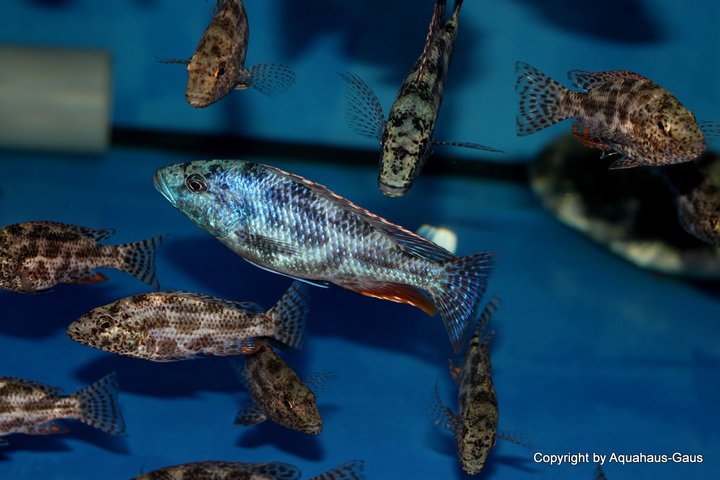Nimbochromis-polystigma-5