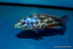 Nimbochromis-polystigma-1-1