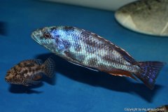 Nimbochromis-polystigma-2