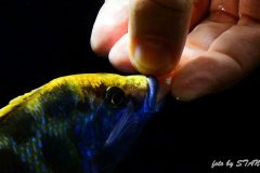 Nimbochromis-venustus-1