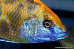 Nimbochromis-venustus-13