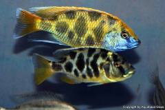 Nimbochromis-venustus-14