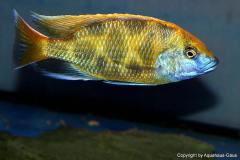 Nimbochromis-venustus-17