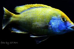 Nimbochromis-venustus-2