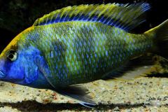 Nimbochromis-venustus-3