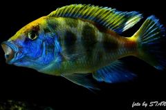 Nimbochromis-venustus-5