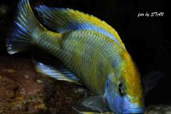 Nimbochromis-venustus-6