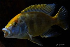 Nimbochromis-venustus-7