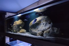 450-Liter-Übergangszone-Aquarium