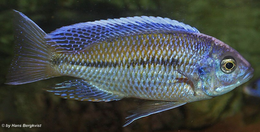 Nyassachromis-boadzulu