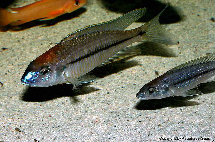 Nyassachromis-prostoma-2