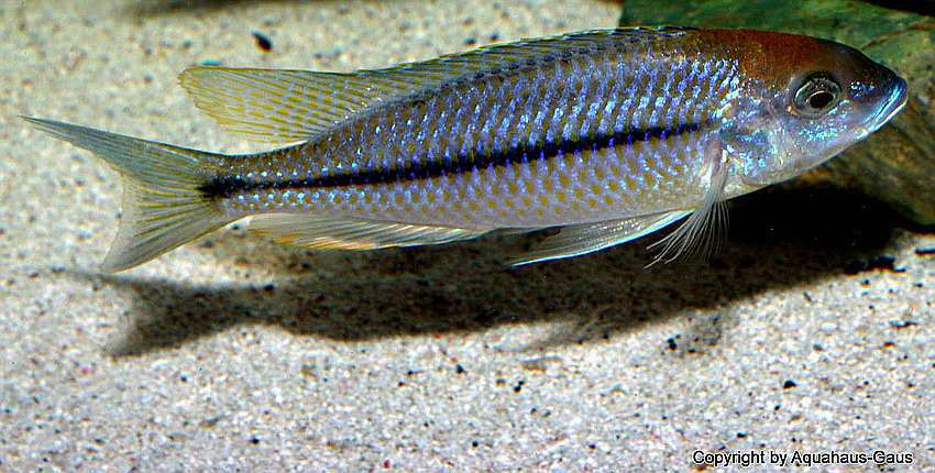 Nyassachromis-prostoma-4
