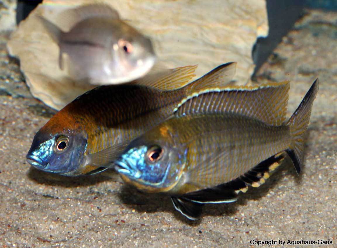 Nyassachromis-prostoma-gome-2