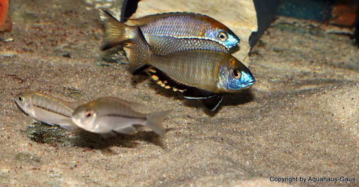 Nyassachromis-prostoma-gome-3