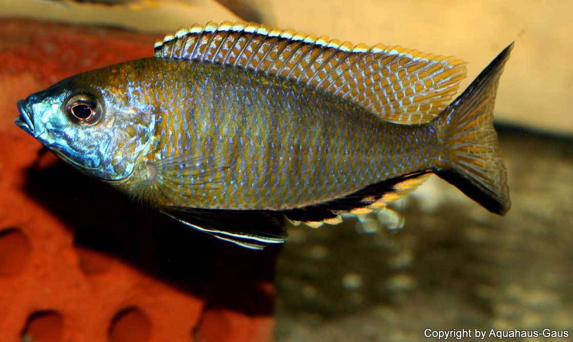 Nyassachromis-prostoma-gome-4