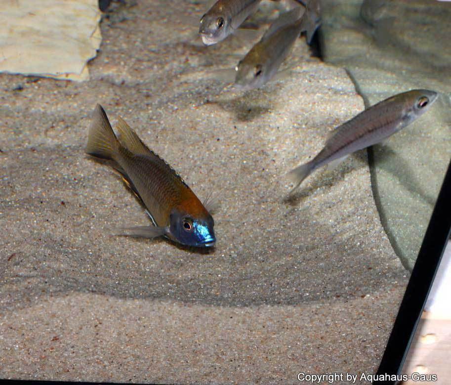 Nyassachromis-prostoma-gome-5