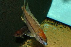 Nyassachromis-prostoma-1