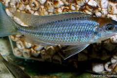 Nyassachromis-prostoma-3