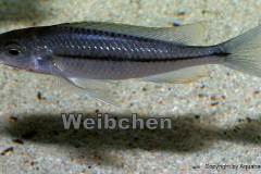 Nyassachromis-prostoma-5
