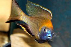 Nyassachromis-prostoma-gome-1