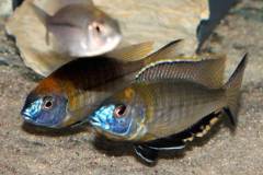 Nyassachromis-prostoma-gome-2