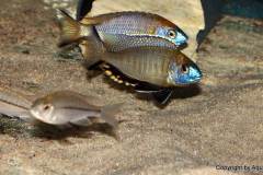 Nyassachromis-prostoma-gome-3