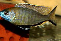 Nyassachromis-prostoma-gome-4