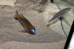 Nyassachromis-prostoma-gome-5