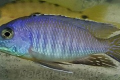 Otopharynx-sp.-heterodon-longnose-3