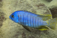 2-Otopharynx-sp.-heterodon-nankumba-at-Mitande