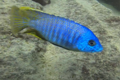 3-Otopharynx-sp.-heterodon-nankumba-at-Mitande