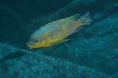 Petrotilapia flaviventris