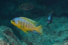Petrotilapia-flaviventris-01