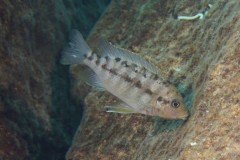 Petrotilapia-flaviventris-02