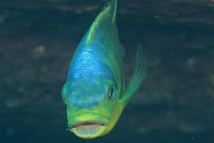Petrotilapia-flaviventris-04