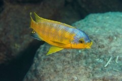 Petrotilapia-flaviventris-05-1