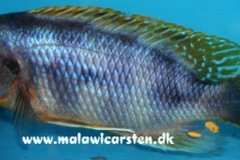 Petrotilapia-sp.-Chitimba-Chitimba-Bay-Bild-1