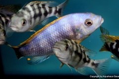 Petrotilapia-sp.-chitimba-02-1